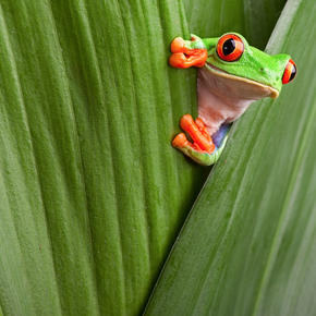 Frog in leaves