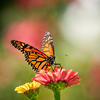 monarch butterfly sitting on a pink flower
