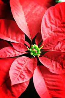 poinsettia