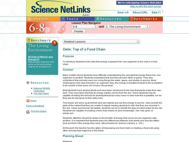 Owls: Top of a Food Chain Lesson Plan