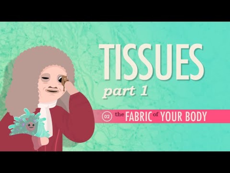 Tissues (Part 1) Instructional Video