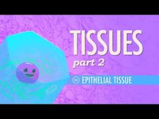 Tissues – Epithelial Tissue (Part 2) Instructional Video