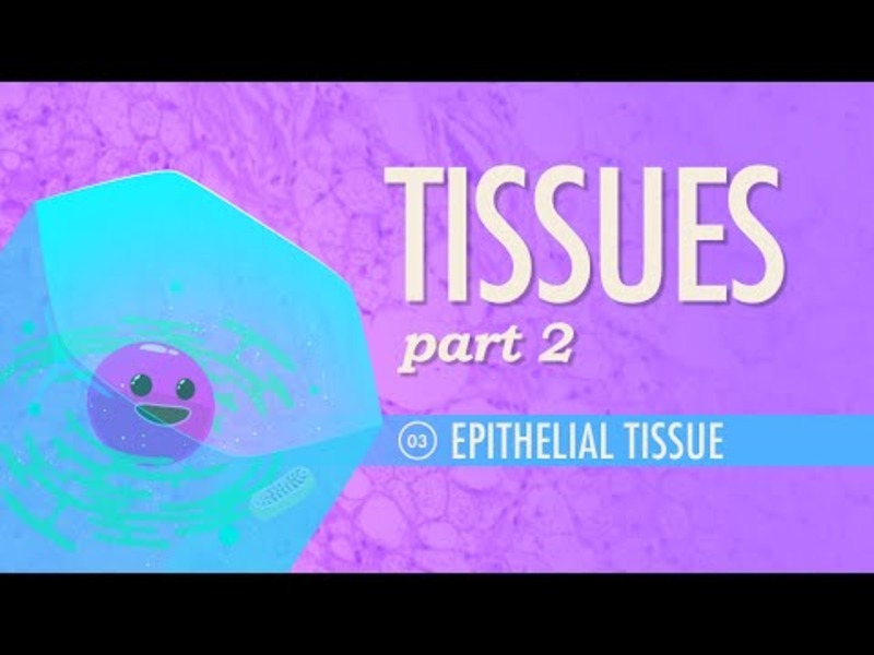 Tissues – Epithelial Tissue (Part 2) Instructional Video