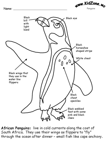 African Penguins Worksheet