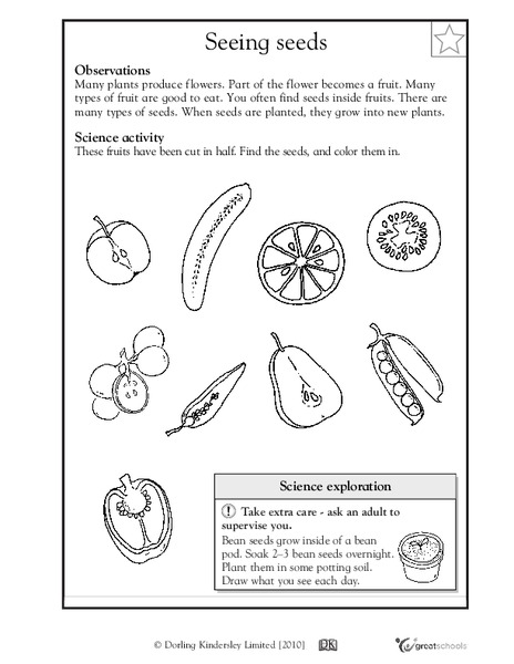 All About Seeds! Worksheet