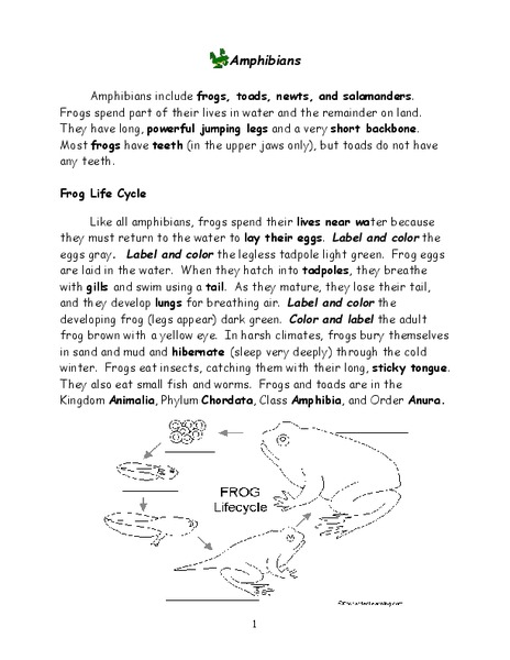 Amphibians Organizer