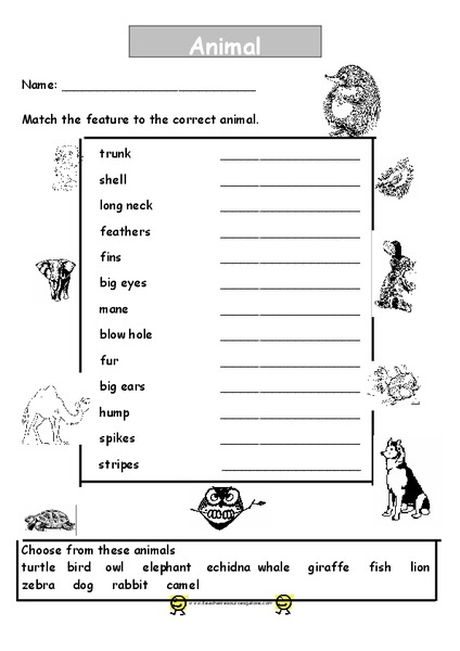 Animal Features Worksheet