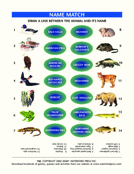 Animal Name Match Lesson Plan