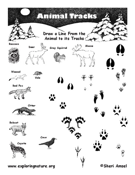 Animal Tracks Worksheet