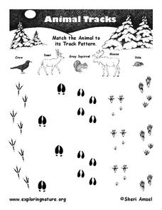 Animal Tracks Worksheet