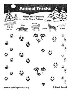 Animal Tracks Worksheet