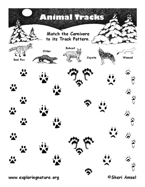 Animal Tracks Worksheet
