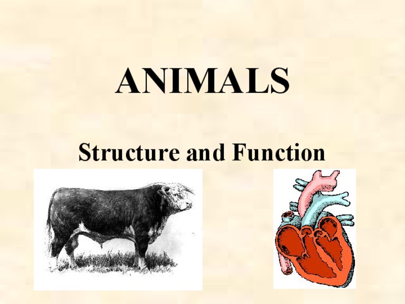 Animals PPT