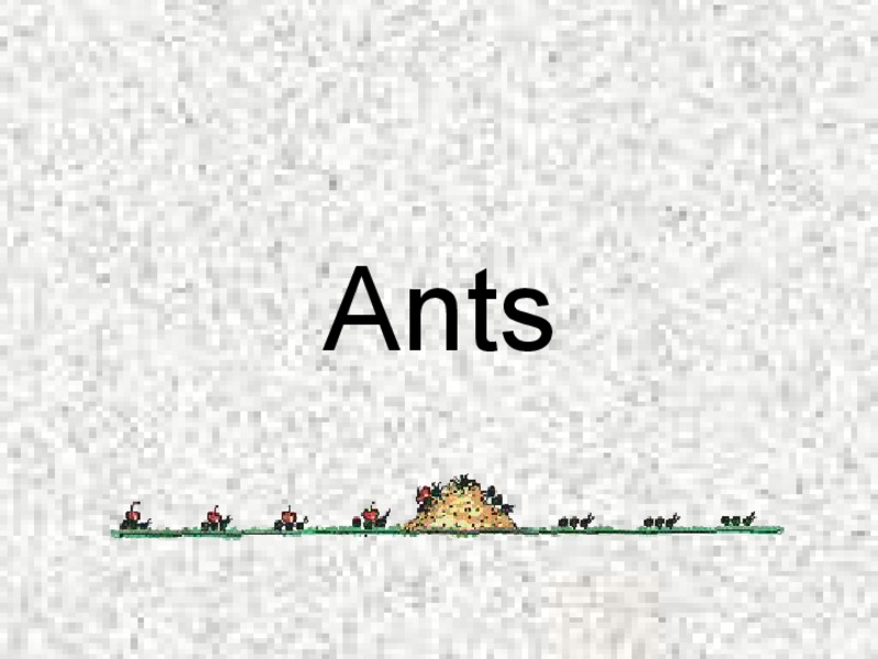 Ants PPT