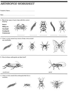 Arthropod Worksheet Worksheet