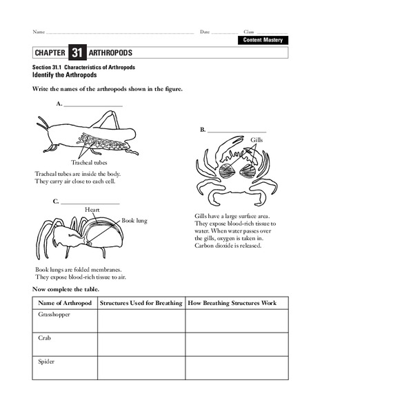 Arthropods Worksheet