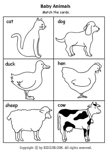 Baby Animals Lesson Plan