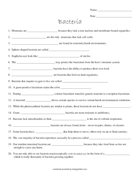 Bacteria Interactive