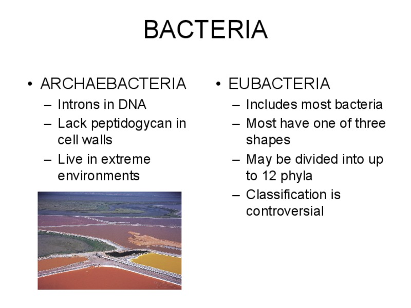 Bacteria PPT