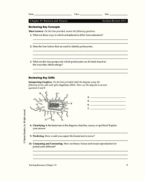 Bacteria Worksheet