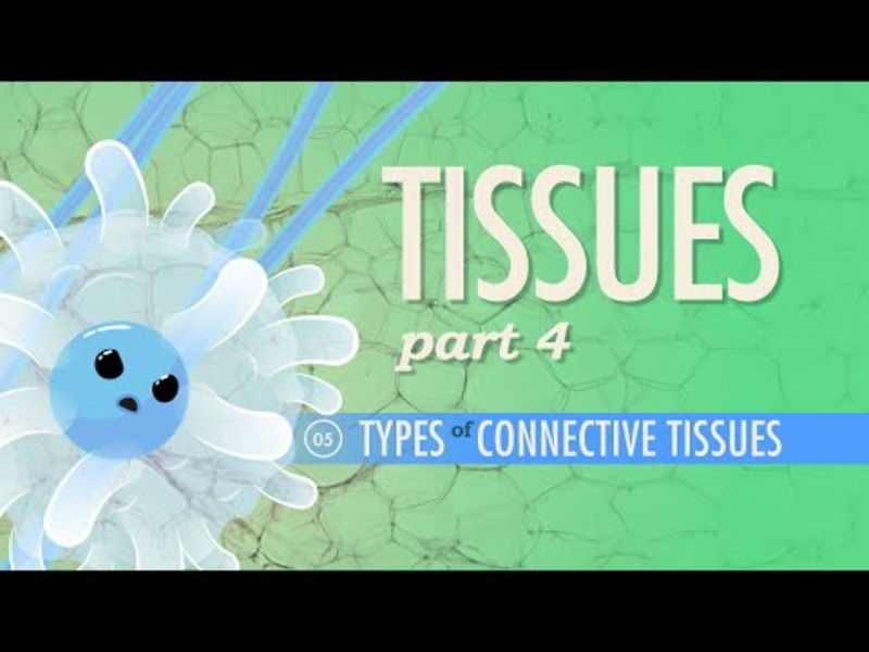 Tissues – Types of Connective Tissues (Part 4) Instructional Video