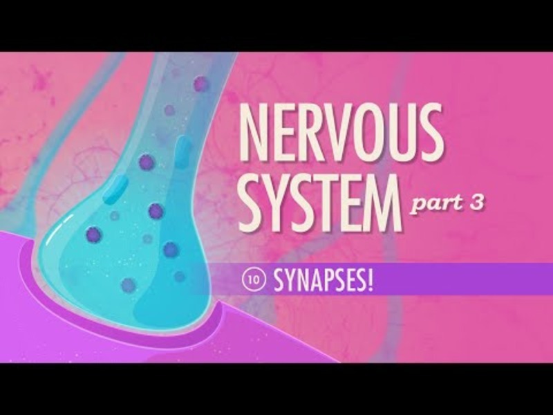 The Nervous System – Synapses! (Part 3) Instructional Video
