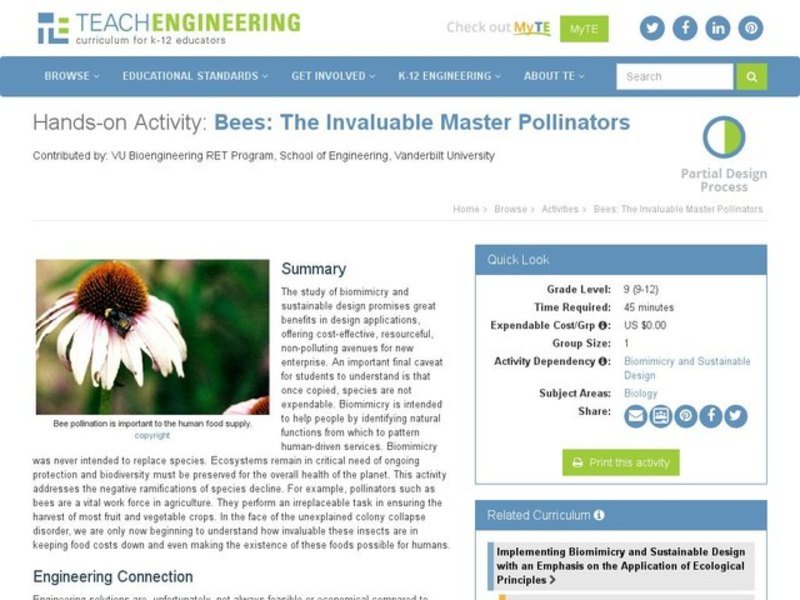 Bees: The Invaluable Master Pollinators Activity