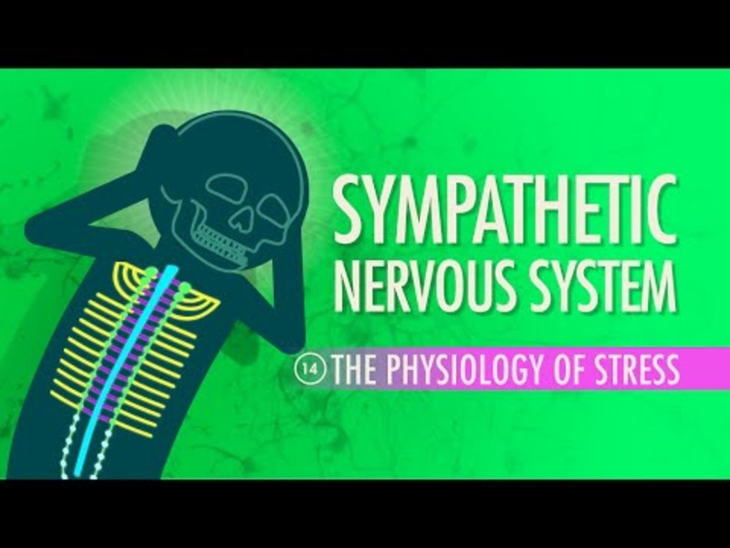 Sympathetic Nervous System Instructional Video