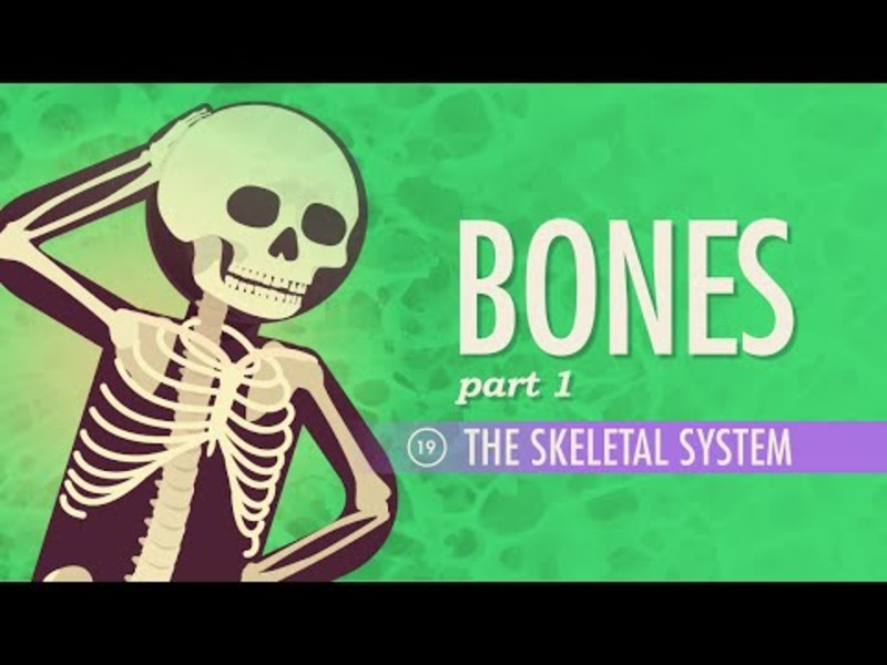 The Skeletal System Instructional Video