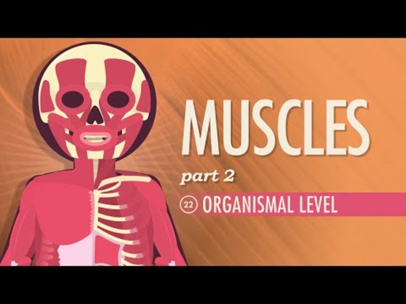 Muscles – Organismal Level (Part 2) Instructional Video