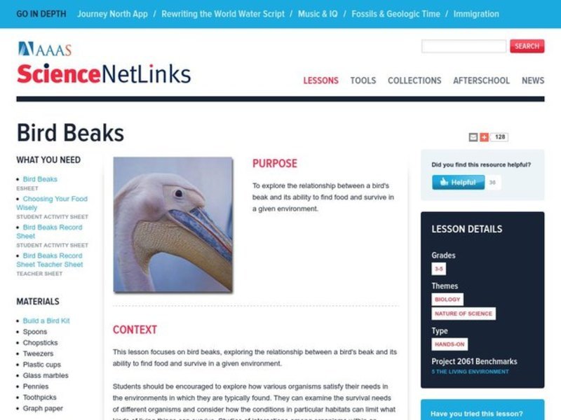 Bird Beaks Lesson Plan