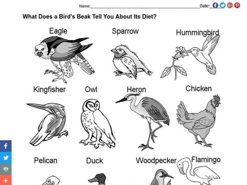 Bird Beaks and Feet Organizer