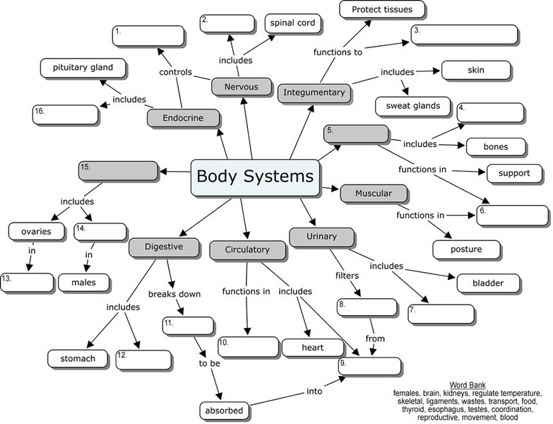 Body Systems Worksheet