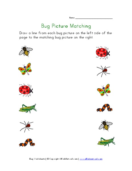 Bug Picture Matching Worksheet