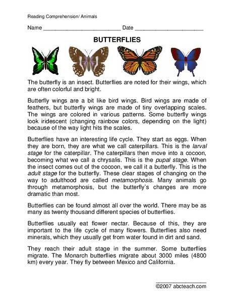 Butterflies Lesson Plan