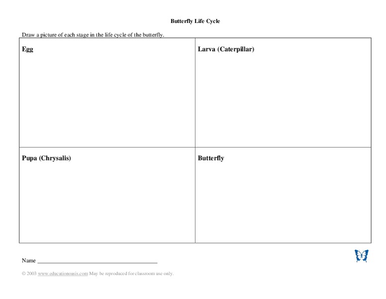 Butterfly Life Cycle Worksheet