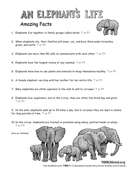 An Elephant's Life Worksheet