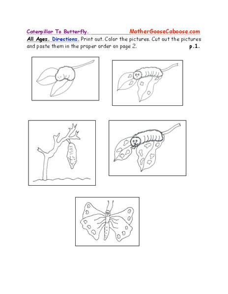 Caterpillar to Butterfly Organizer