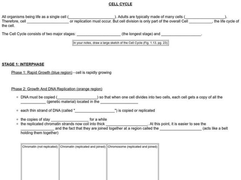 Cell Cycle Worksheet