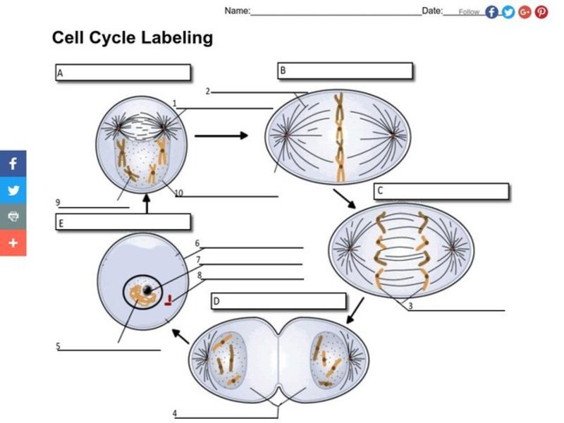 Cell Cycle Worksheet