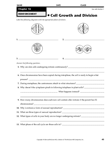 Cell Growth and Division Worksheet