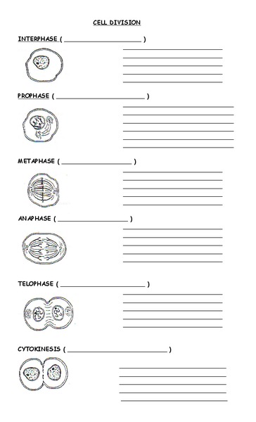 Cell Growth and Division Vocab Worksheet