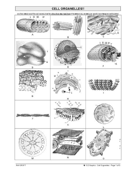 Cell Organelles Worksheet