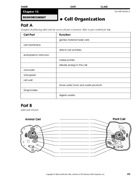 Cell Organization Worksheet