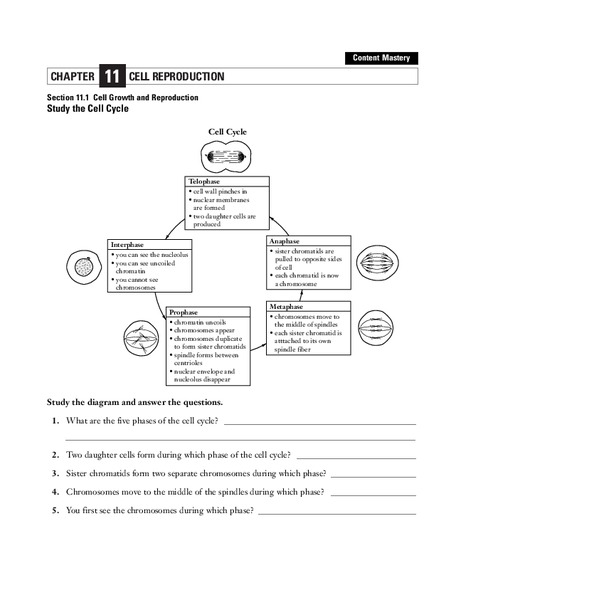 Cell Reproduction Worksheet