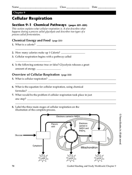 Cellular Respiration Worksheet