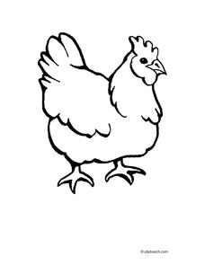 Chicken Worksheet
