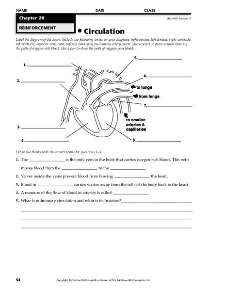 Circulation Worksheet