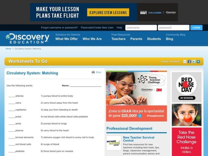 Circulatory System Worksheet