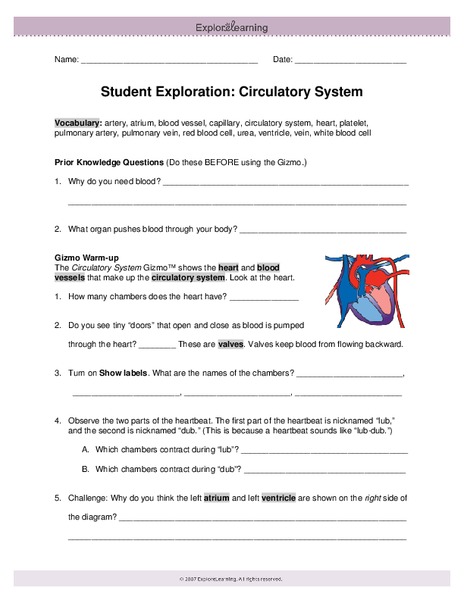 Circulatory System Worksheet